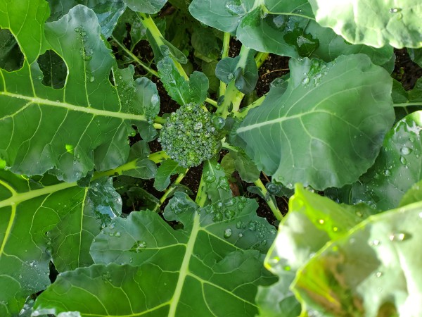 First of the broccoli to start heading up.