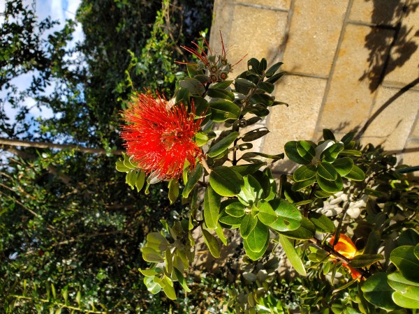 Ohia Lehua blooming again