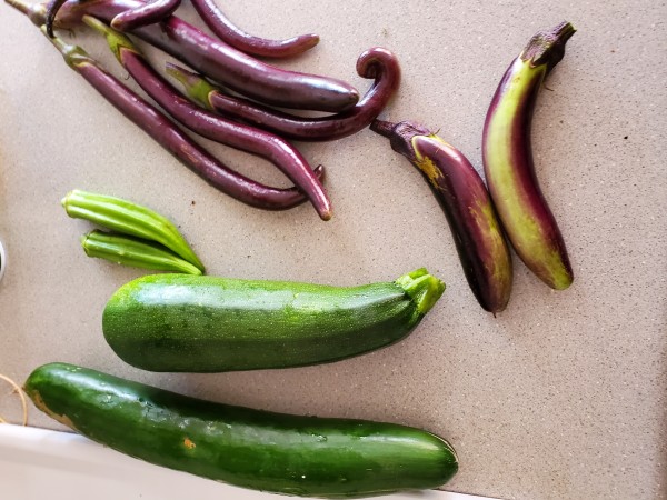 Todays harvest: Partenon zucchini 409g, Soarer cucumber 489 g,, Diamond eggplant 87 g, Filipino eggplant 187 g, okra 39 g