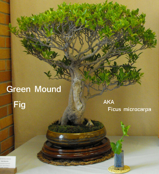 FGM Green Mound Fig.JPG
