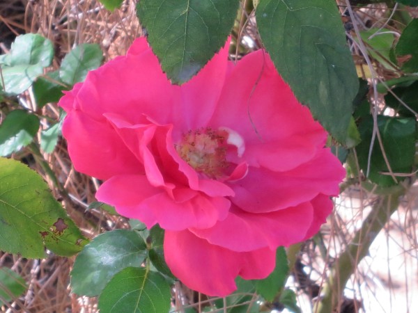 Unknown rose.JPG