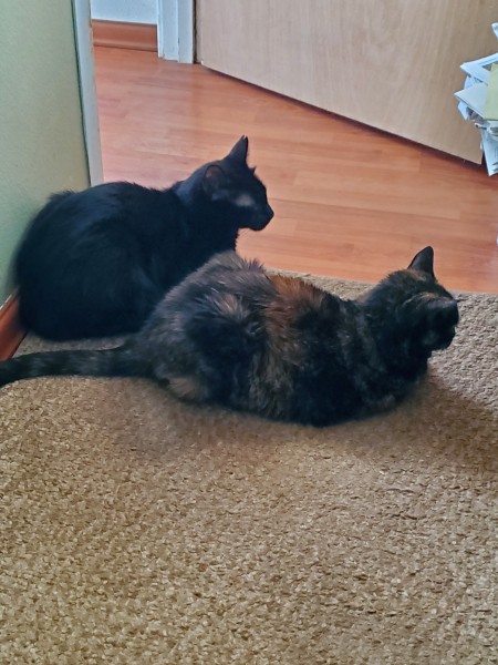 Jack is black with one single row of white hairs around his neck like a lei. It can only be seen if you brush against his hair.  Tootsie is a chimera tortie. She reminded me of the colors of a tootsie roll. They both like to guard doors especially when it gets close to feeding time.  They are patiently waiting for their servant to start dinner service.