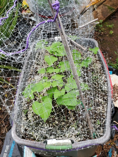 Provider beans planted 3/17/23 Netting is to stop snails and birds.