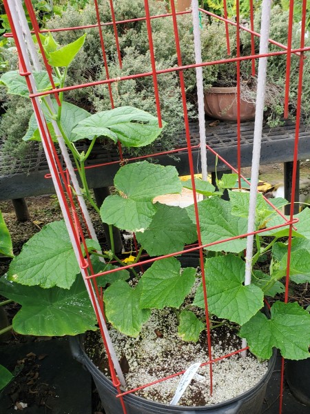 Soarer cucumber transplanted 3/21/23