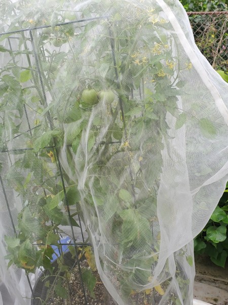 Warrior tomato, TYLCV resistant 4-5 ft.  Just starting to form fruit