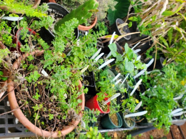 Nursery bench, needs to be planted out.