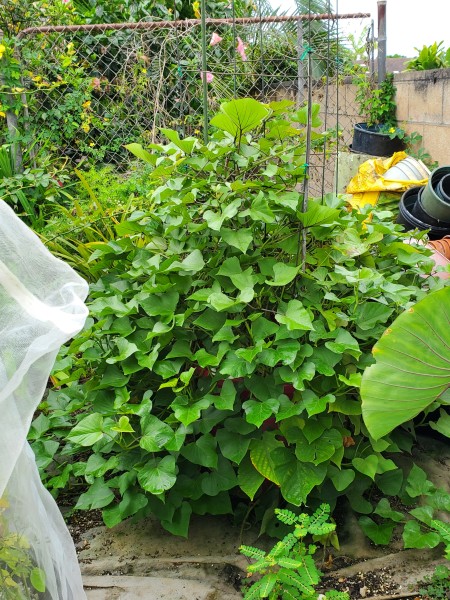 sweet potato leaves