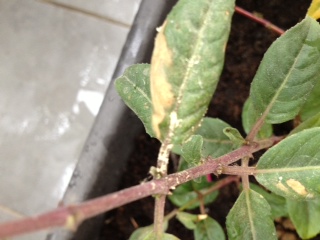 my fuxia leaves, close up