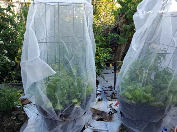 tomatoes under planted with lettuce