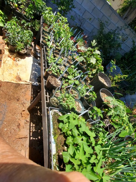 seedlings started in 4 inch com pots and some are already transplanted into individual 4 inch pots and need to go out