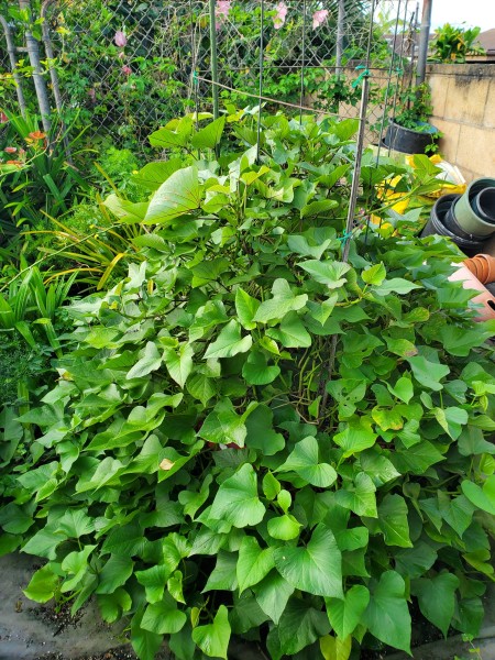 sweet potato leaves are sprawling. I need to curb the vines.