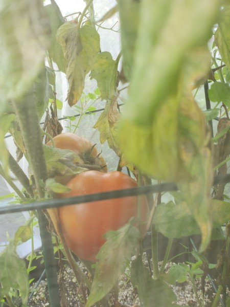 Better view of the Warrrior tomato in the tree bag