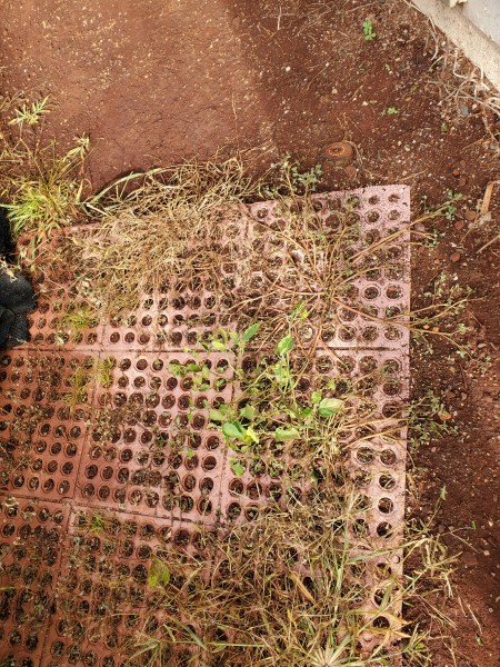 Round Up does not kill everything like purse lane or shiny leaves.  Perennial weeds that root from nodes have to be killed first or anything left behind will grow again.