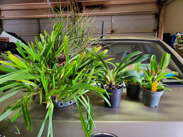 These are the orchids and the tilandsia I got from the orchid auction. It is an expensive hobby, but if the plants grow well you end up with dozens of the same thing.