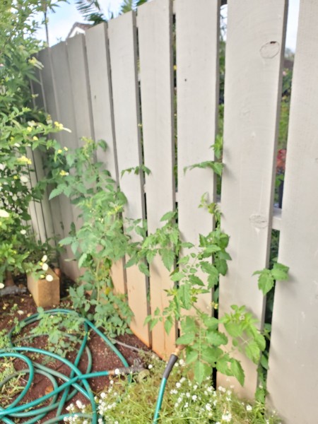 Tomato coming through the fence. It is time for it to go.