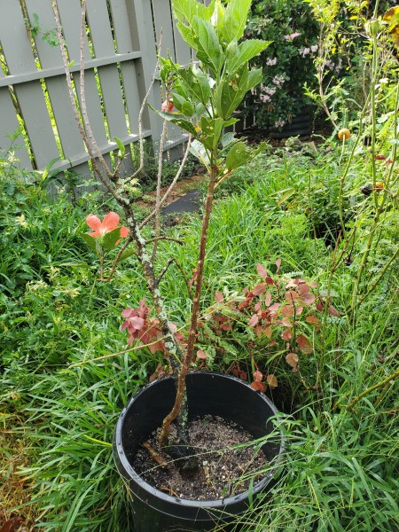 You would not have guessed there was a hibiscus under all those weeds.