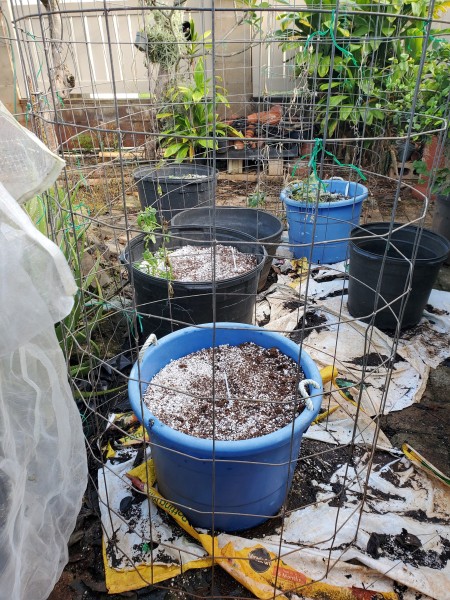 These were the pots I filled yesterday. The 18 gallon blue pot was planted with 5 Telegraph English cucumbers.  The 25 gallon tree pot has two tomatoes ( Rally and Sun King) and is also seeded with Pesaro Basil seeds. <br />I have more pots to fill. The plastic bags keep the weeds from coming through the pavers below. It works better than weed block, but it isn't pretty.  I can't use mulch because of snails and grubs.
