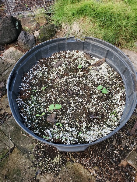 25 gallon pot Okra and flowers have started to sprout