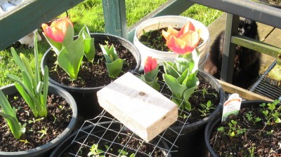 Squishy_Tulips.jpg