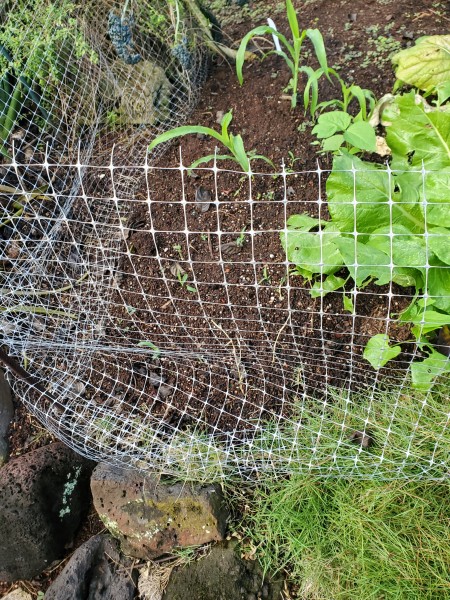 Corn is sprouting. The beans have disappeared again. I may have to do starts to protect them from the birds. Even the corn may not be safe.