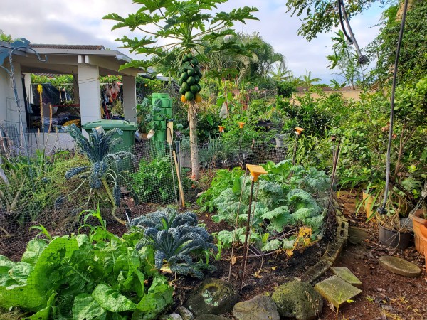 view looking south of the back yard garden. You can't see it all yet