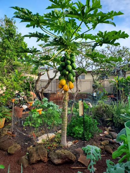 The papaya is stepping up production. The papaya are a little smaller about 2 lbs each, but instead of 2, I am getting 4 a week on average (5-6 lbs). While the tree can live 8 years, it can get up to 30 ft tall. I will cut it down when I can no longer reach the fruit or be able to top the tree whichever comes first. While the papaya is sweet. It is not the best. You can tell because the papaya are ripe and the birds are attacking the bean and corn seedlings and toscano instead. If the papaya was really sweet, the birds would have hollowed it out before it got this yellow.