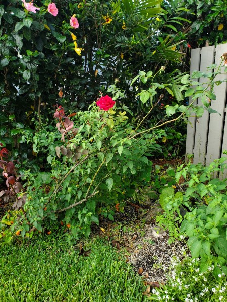 Mr Lincoln rose still leaning after the wind and rain pushed it over. I will need some armor to put it up again. It does like being in the sun more.