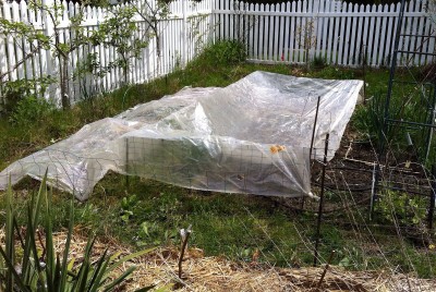 Warming the tomato and squash beds