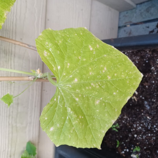 Cucumber leaf 1.jpeg