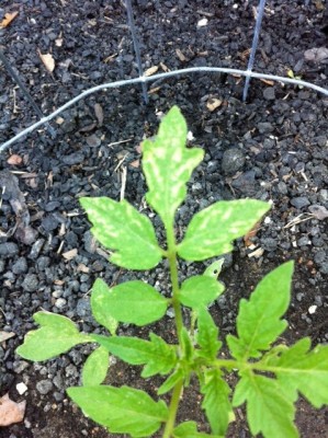 Tomato