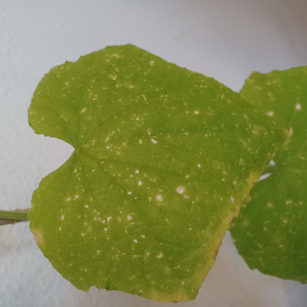 Cucumber leaf 3.jpeg