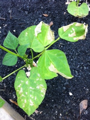 Bush Bean