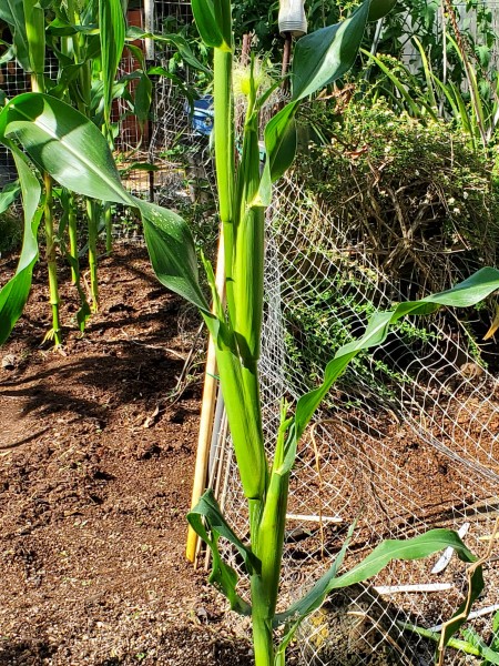 I actually have one cornstalk with 3 ears,  Even if there was a good stand, the third ear wound not be fully pollinated.