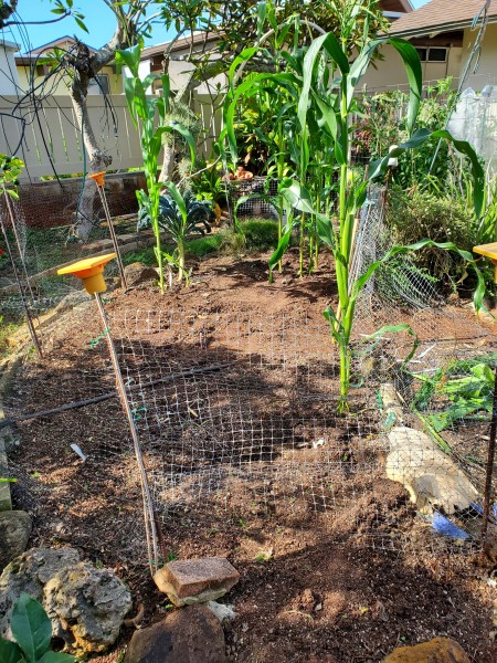 The main garden after I took out all of the weeds.