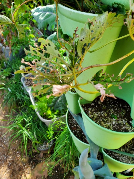 Leaves of strawberries have been eaten.  I suspect the birds again.  Chinese rose beetles are not attacking beans at all and the strawberries went missing. Chinese Rose beetles don't eat those.