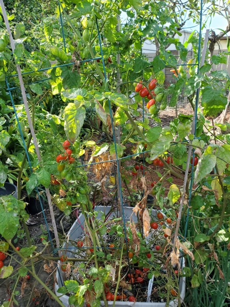 I counted the number of tomato containers I have.  I missed a few.  I have 10. This is valentine, a grape tomato.  Most of the tomatoes I have are this variety and most of the valentines have fruit.