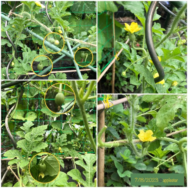 Blacktail Mountain Watermelons