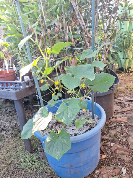 jibai shimoshirazu cucumber. The youngest cucumbers.