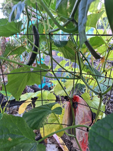 Southern Delight.I am picking fruit now.  Only one plant in this pot very productive, nice long cucumbers.