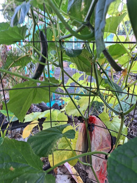 Southern Delight.I am picking fruit now.  Only one plant in this pot very productive, nice long cucumbers.