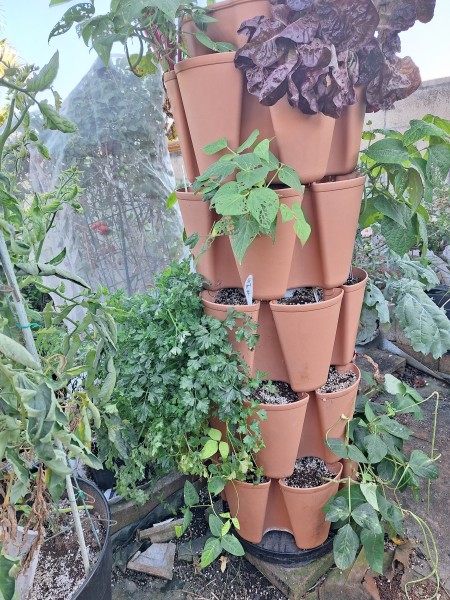 5 tier tower garden.  I am harvesting beans.  Lettuce is already bolting.  The parsley has taken over the tier.  It is taking up too much root space.  It is old, I need to start another somewhere else.