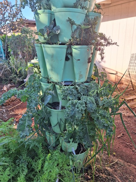 7 tier planer. I am also harvesting beans from this tower.  Again the bigger plants take over tiers.  The beans and strawberries are getting beat up  I will need to move the strawberries to a container I can protect.