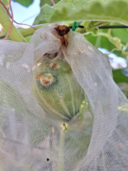 kabocha was already stung before it was bagged.