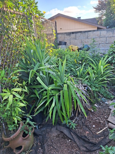 I actually weeded this corner last week and the wild bitter melon is back.  I still have to tackle the meyer fern. I cut back the rose so now it is growing back.  These are pandan.  They are a little bit overgrown.