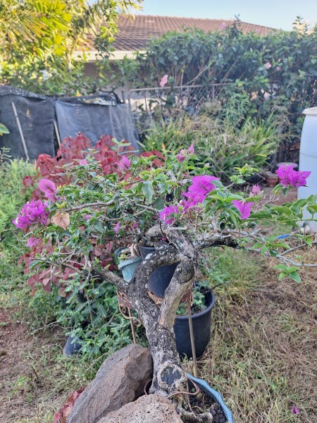 The bougie was unhappy in the smaller pot and it had a lot of dieback and weeds.  It is recovering and I just trimmed it today to keep the shape.