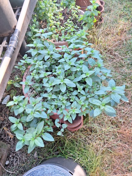 peppermint was planted only a few weeks ago and it is ready for a hair cut already