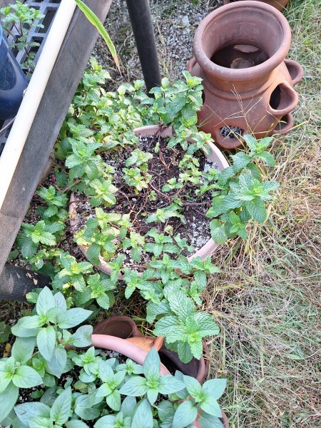 Spearmint was one of the plants that got too dry. It is coming back now.