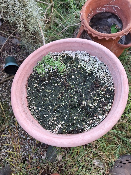 Although this thyme still looks small in this large pot, its' three times bigger than when I put it in, so it is making progress.
