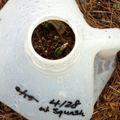 Pre-G squash seeds sown under a hot cap