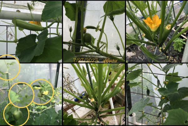 7/27 Inside the Sunflower Hoophouse